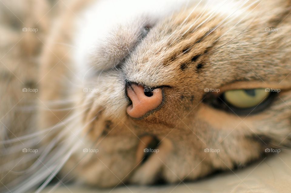 Close-up of cat's head