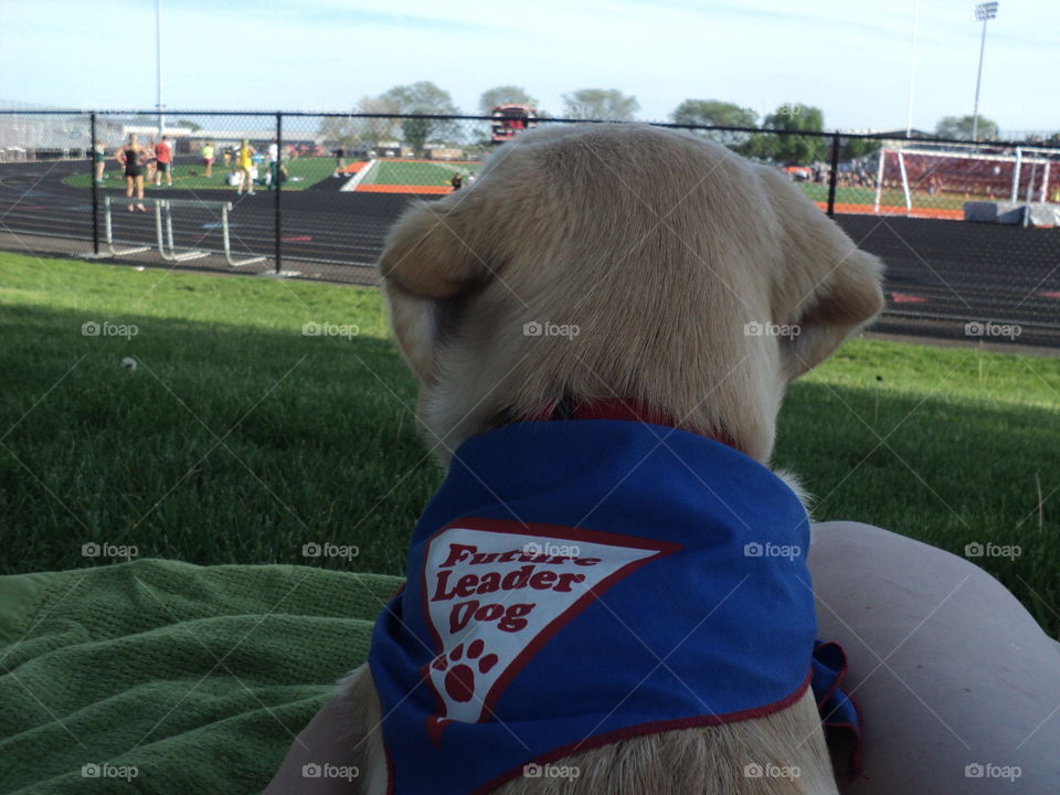 Yellow lab-golden retriever mix puppy watching g a high school track meet. The puppy is a seeing eye dog in training through the Leader Dogs for the Blind program.