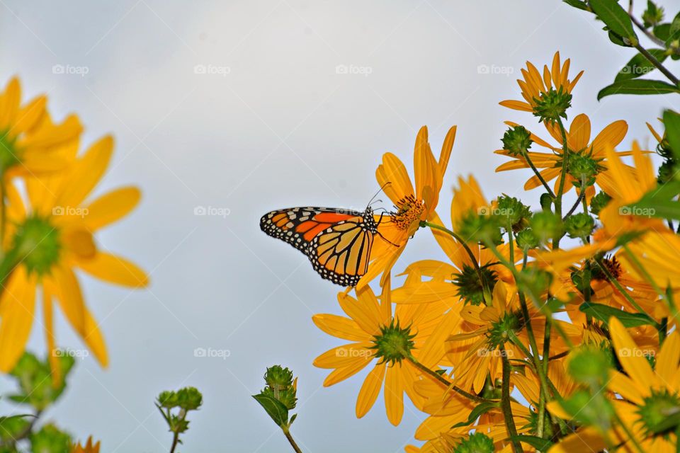 A Monarch butterfly is pollinating colorful yellow daisies. When a butterfly lands on a flower to drink nectar, the flower's pollen becomes attached and as the butterfly moves from flower to flower, the pollen is transferred