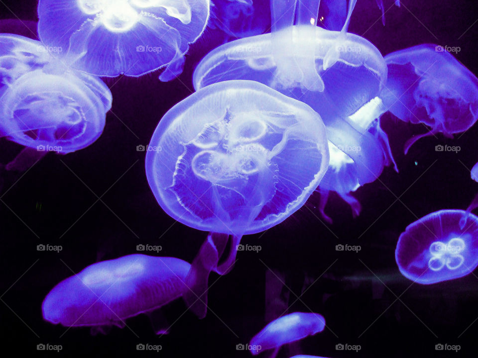 purple jellyfish