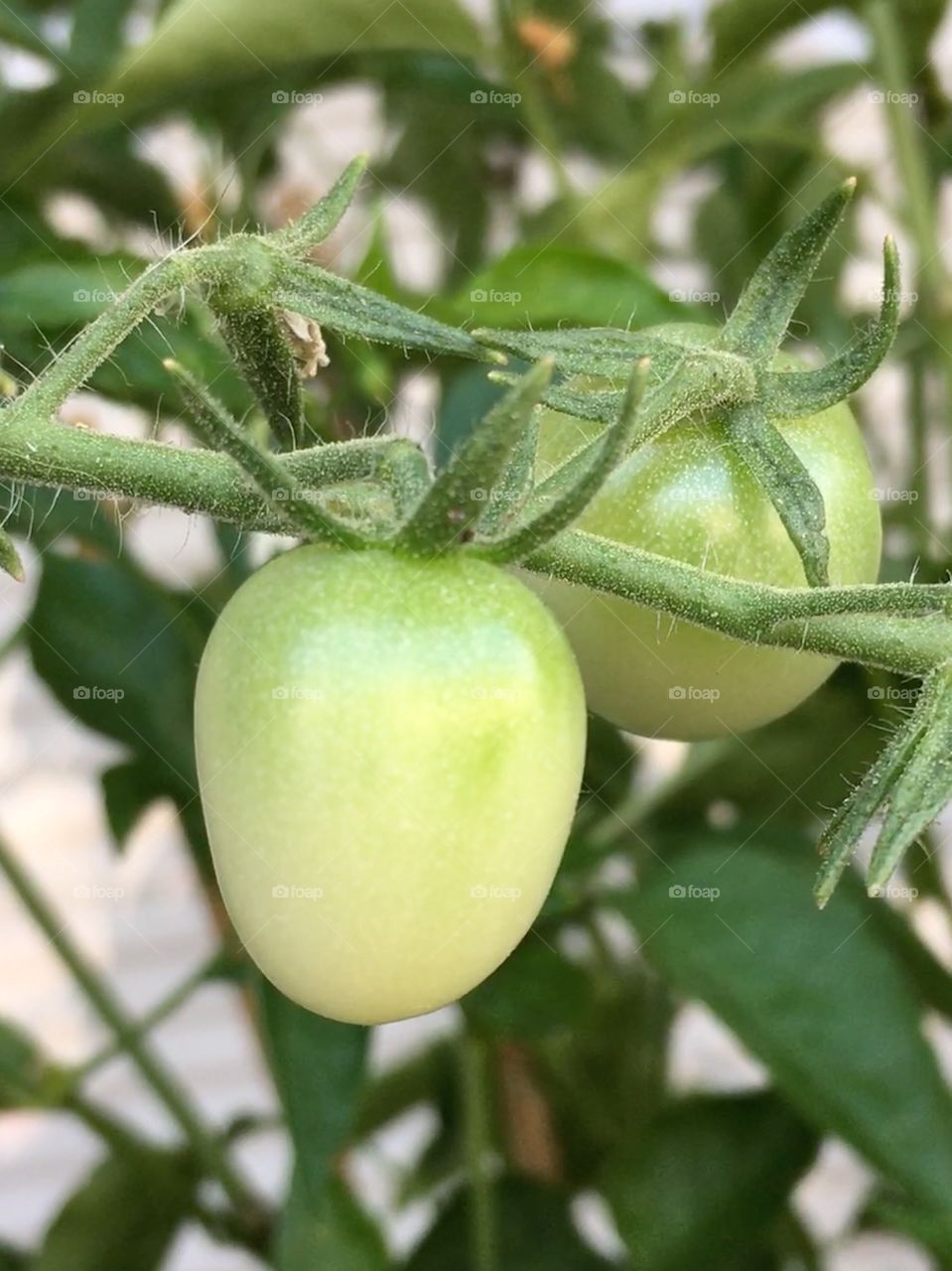 Green Cherry tomatoes 