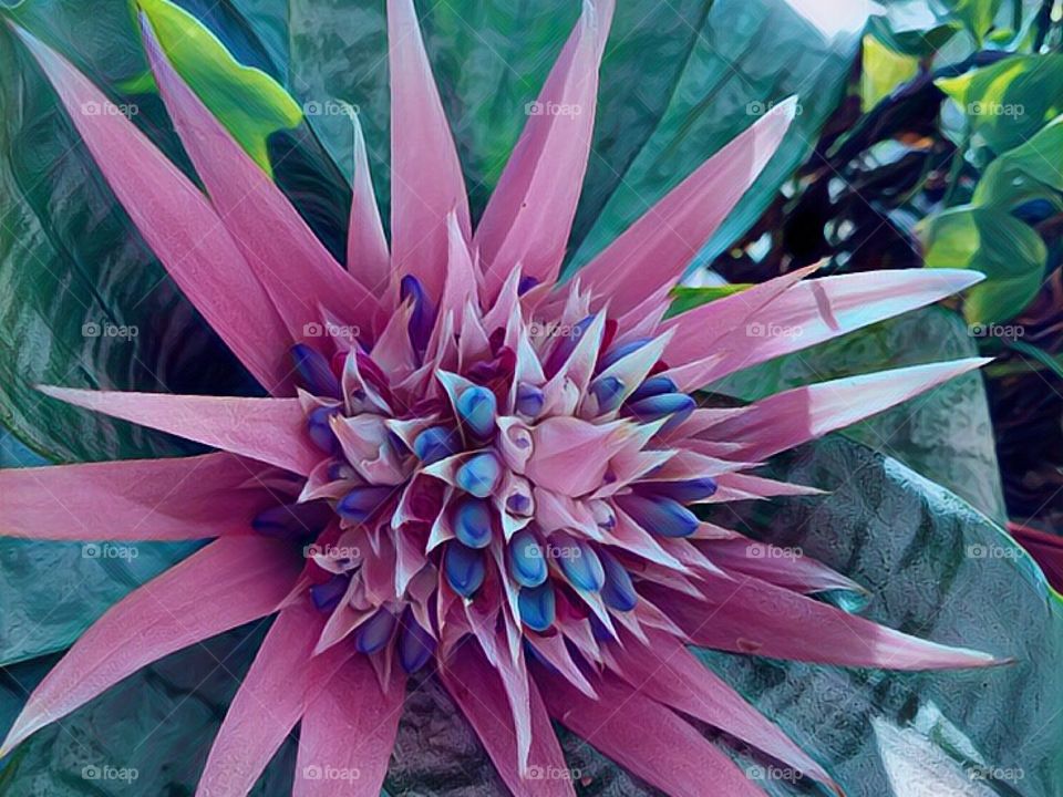 Bromeliad 