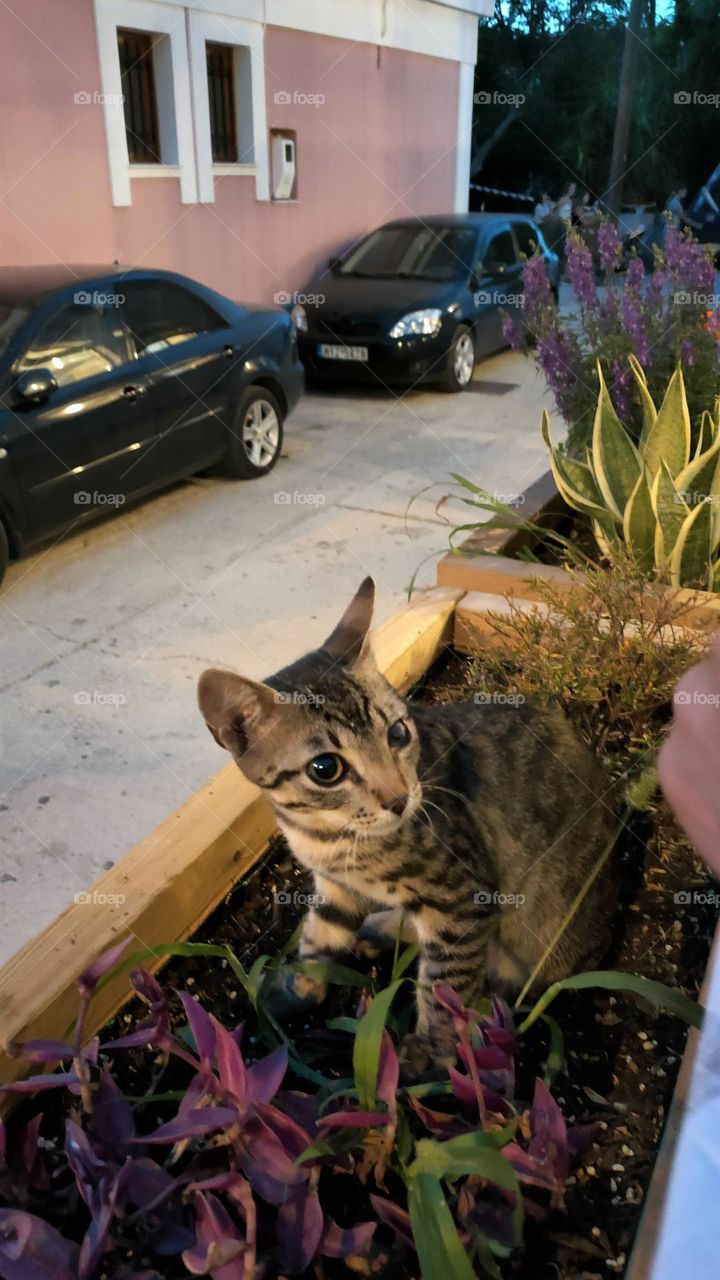 a little cute nervous stray cat