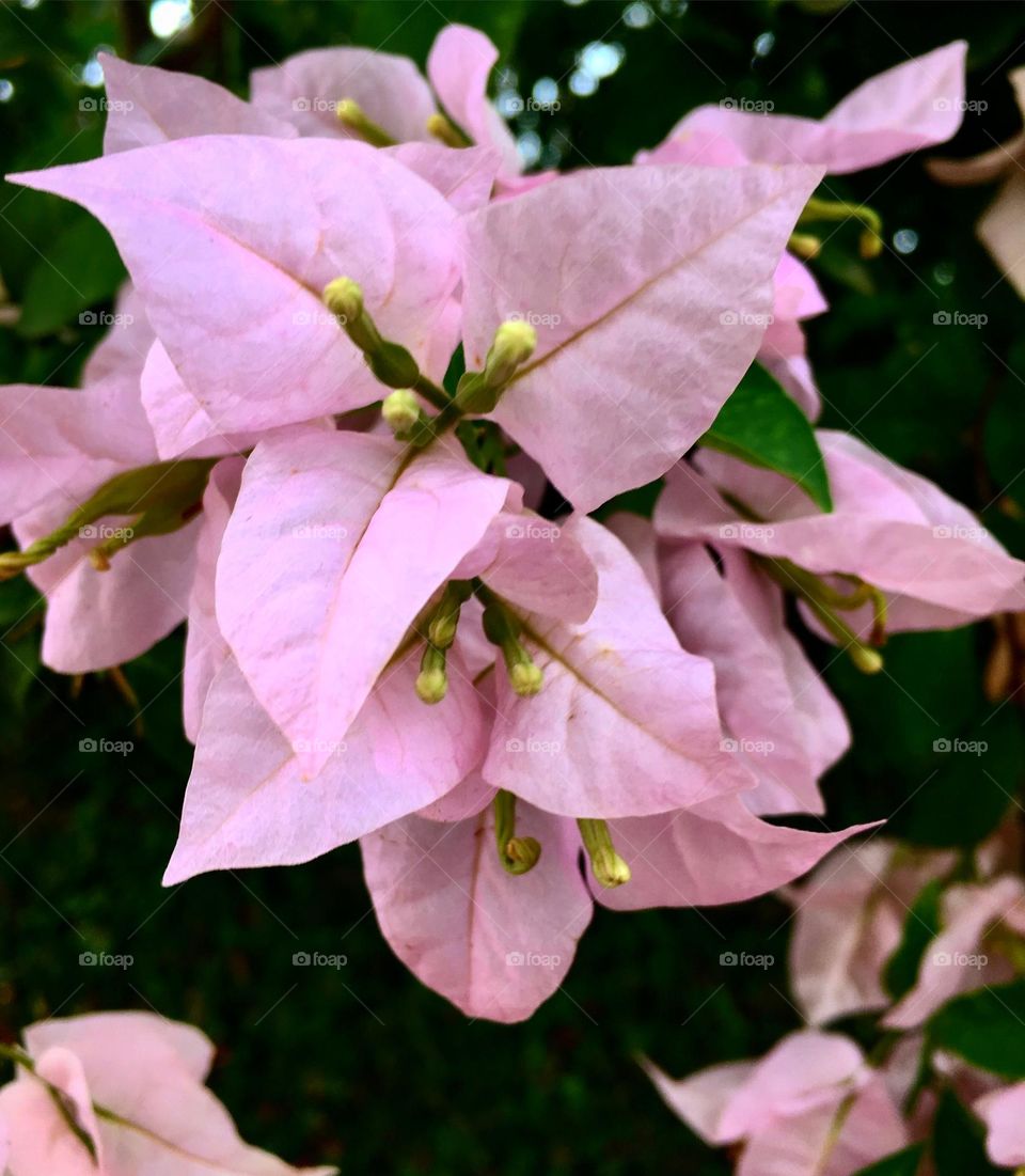 🌹 🇺🇸 Very beautiful flowers to brighten our day.  Live nature and its beauty. Did you like the delicate petals? / 🇧🇷 Flores muito bonitas para alegrar nosso dia. Viva a natureza e sua beleza. Gostaram das pétalas delicadas? 