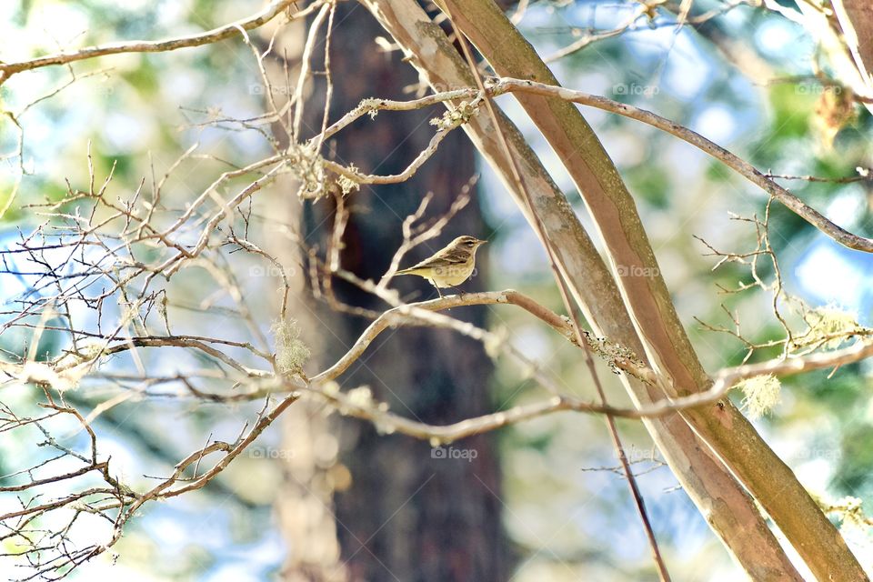 Close-up of bird perching on twig