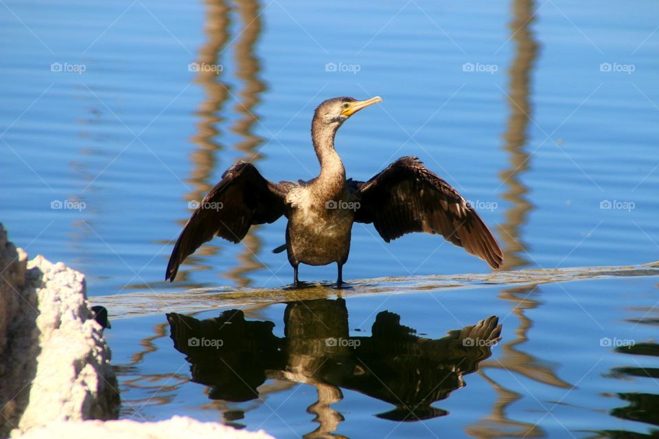 Cormorant Drying Wings at Lake