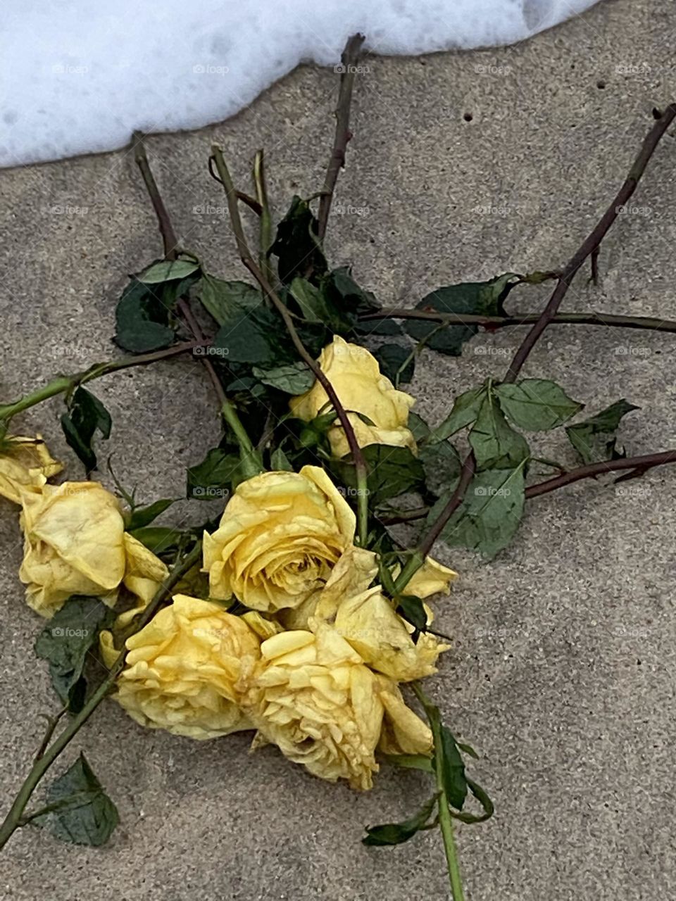 Yellow Roses in the Sand