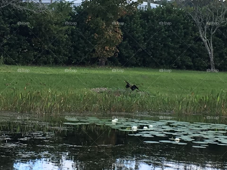 Bird drying wings at pond