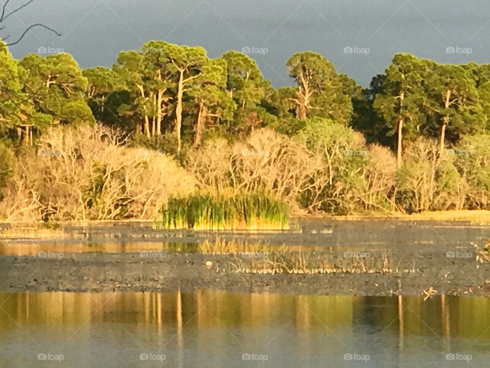 View of forest