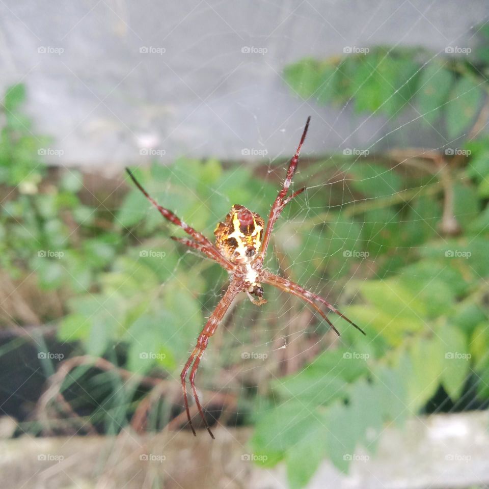 Little spider on the net