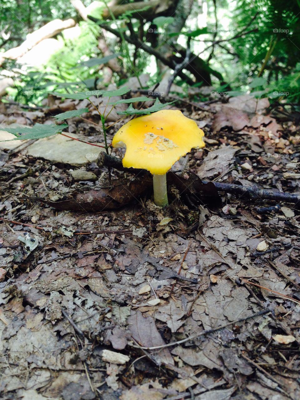 Yellow mushroom