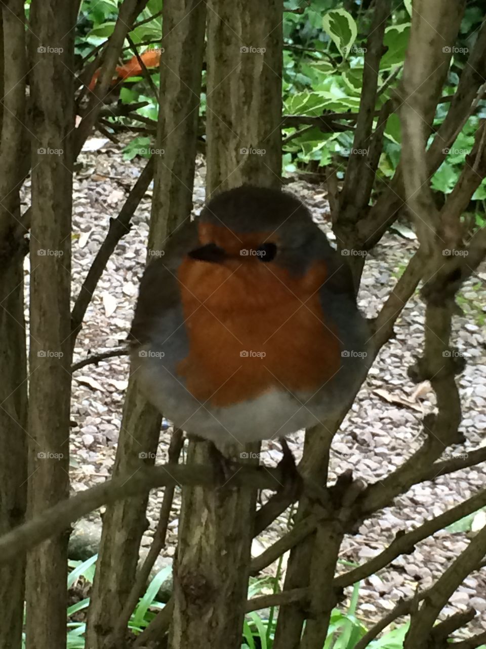 Friendly Robin