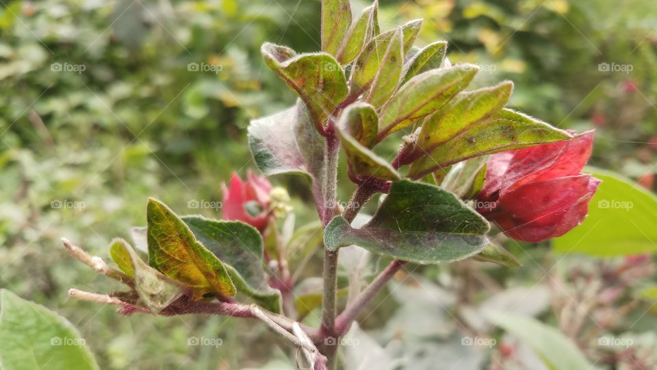 New plant and flowers in Spring time