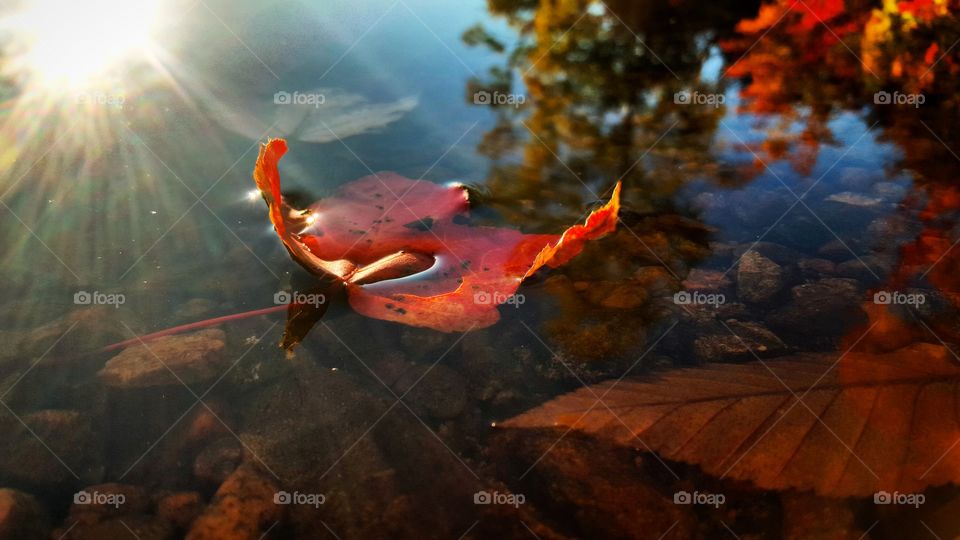 maple leaf in the lake