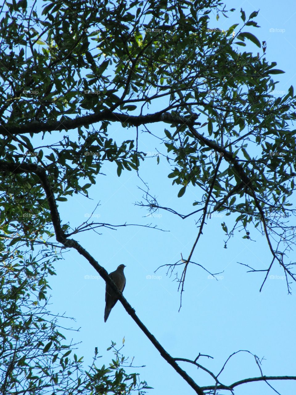 Morning Dove