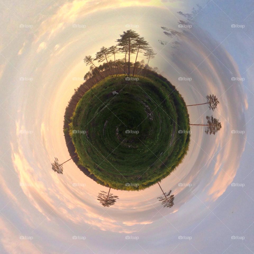 Polar panorama forest 