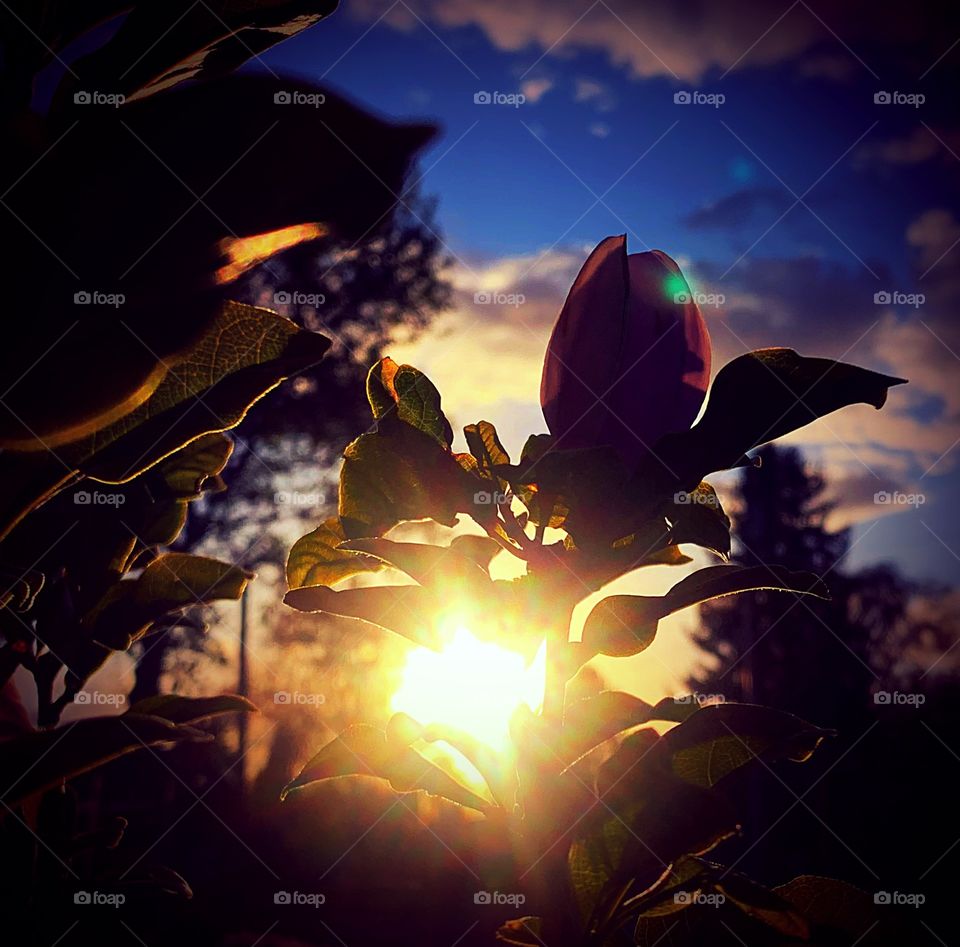 Sunset through a magnolia tree