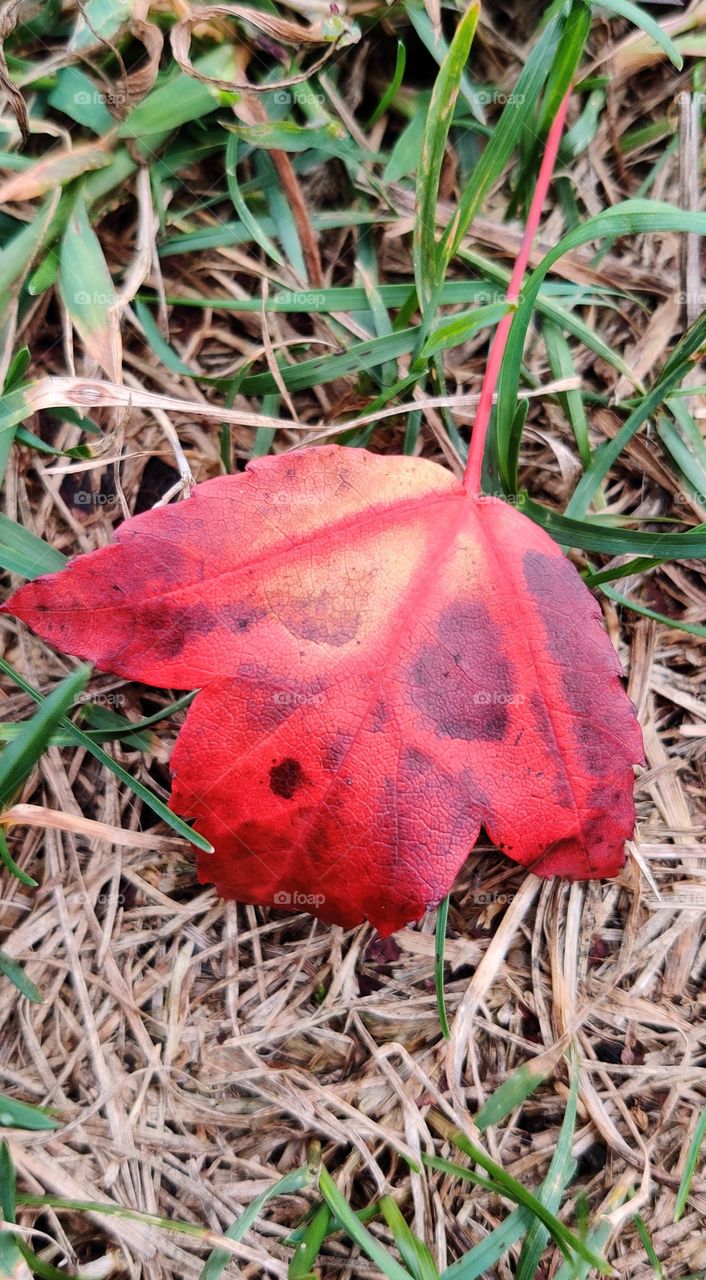 The first signs of autumn.