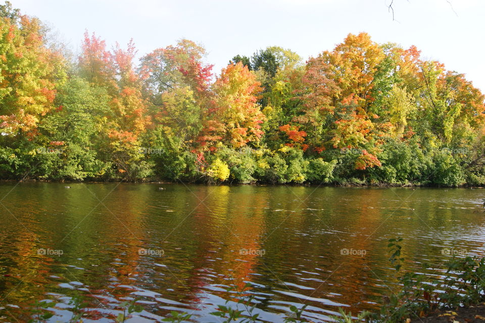 Autumn trees reflected in lake