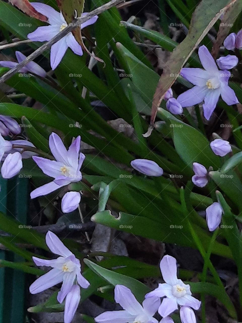 spring flowers in the evening!!