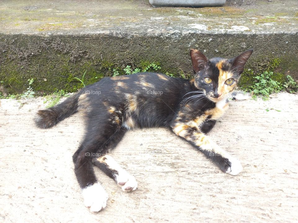 Striped cat with three beautiful colors