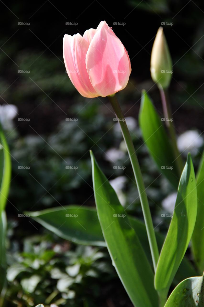 Pink Tulips 