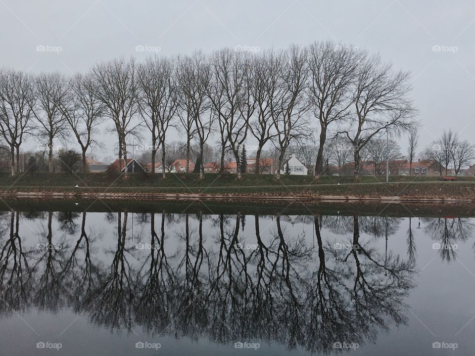 Reflection of bare trees on lake