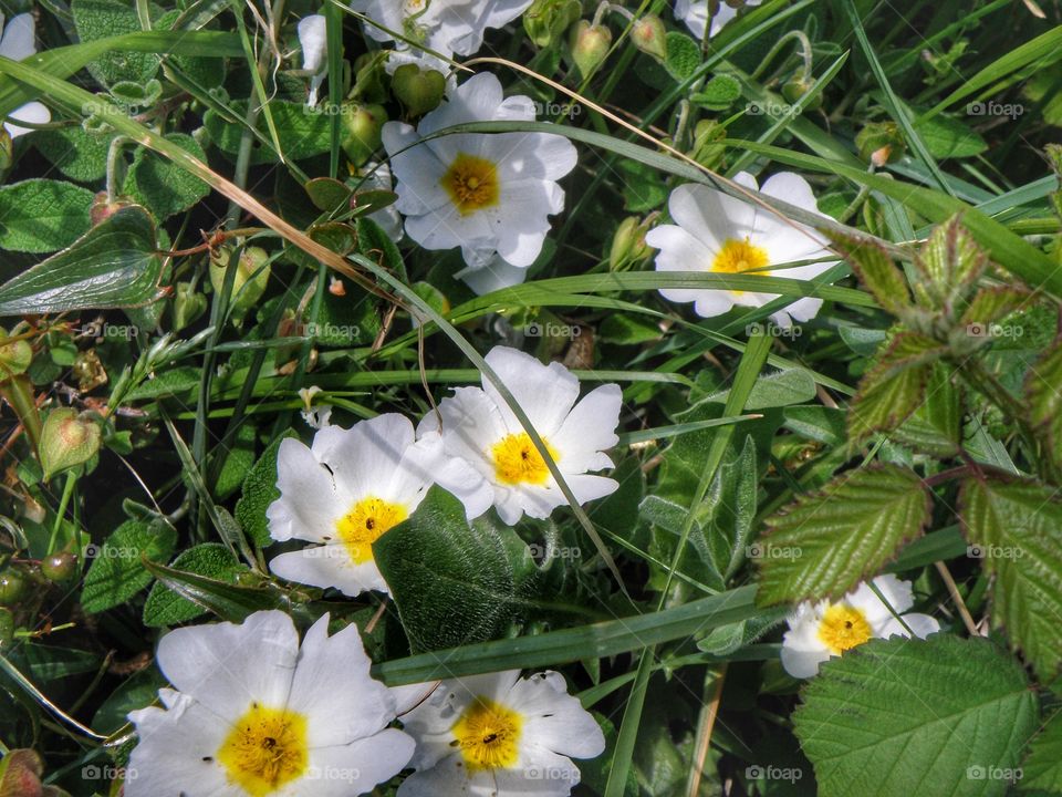 Blooming white flowers