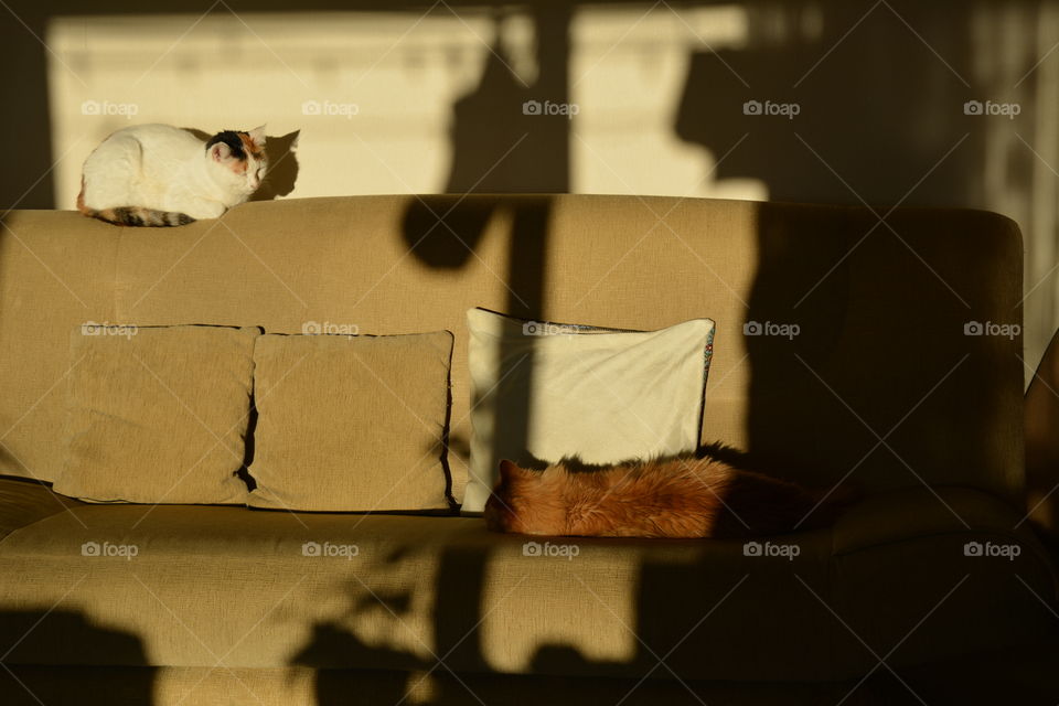 two cats sleeping home in the solar light and shadows