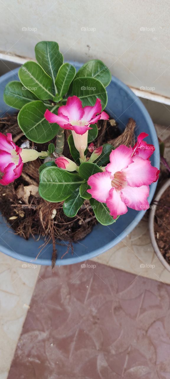 pink and white adenium