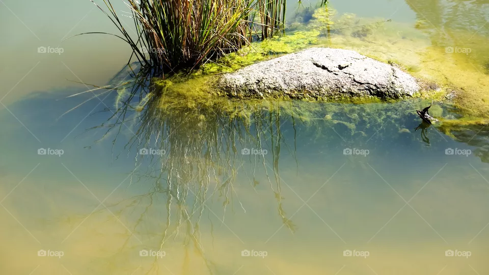 Nature pond