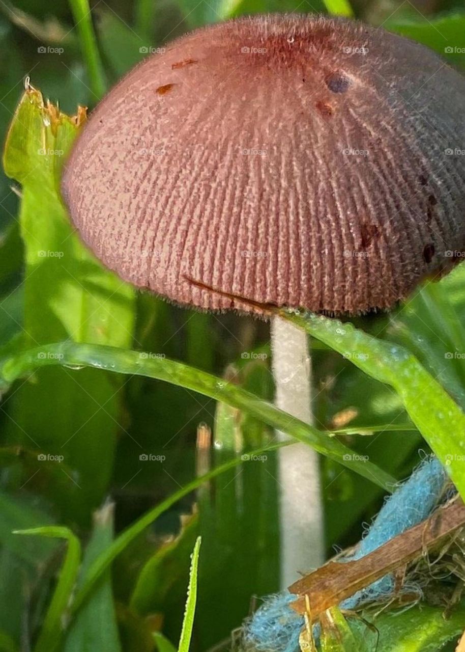 Mushroom