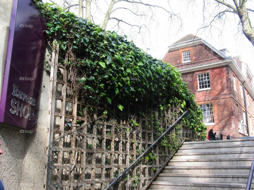 ivy of London