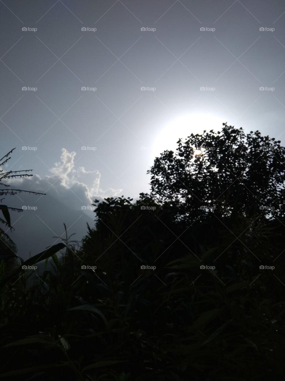 sunlight behind the trees