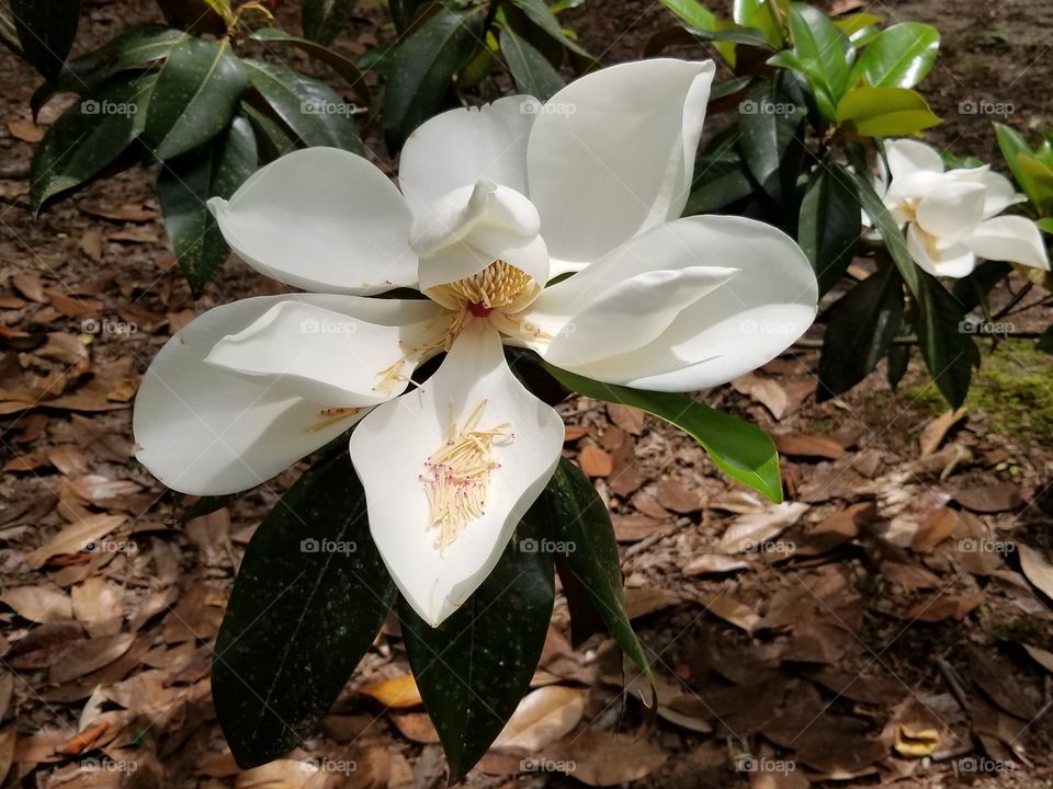 Southern Magnolia bloom