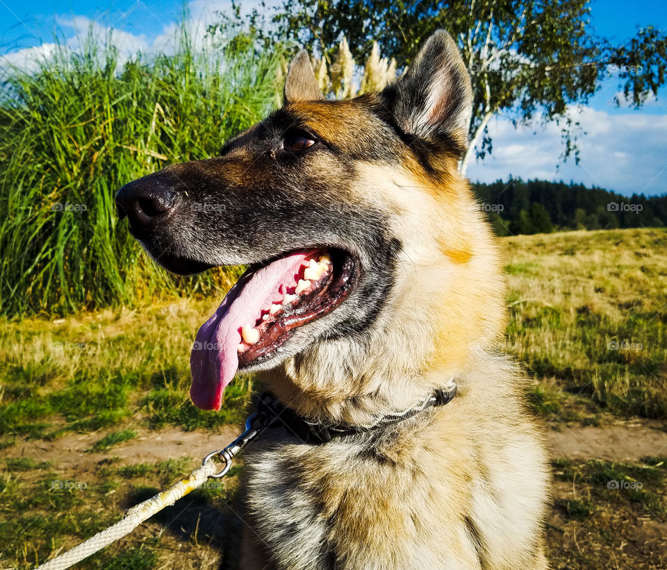 Jasper does not like paparazzi  attention but paused long enough to show off his German features