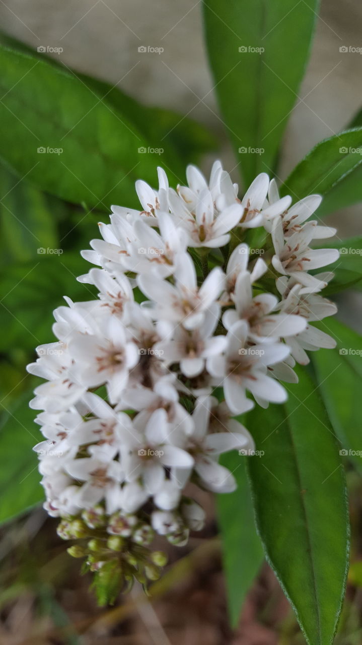 Gooseneck Flower Closeup