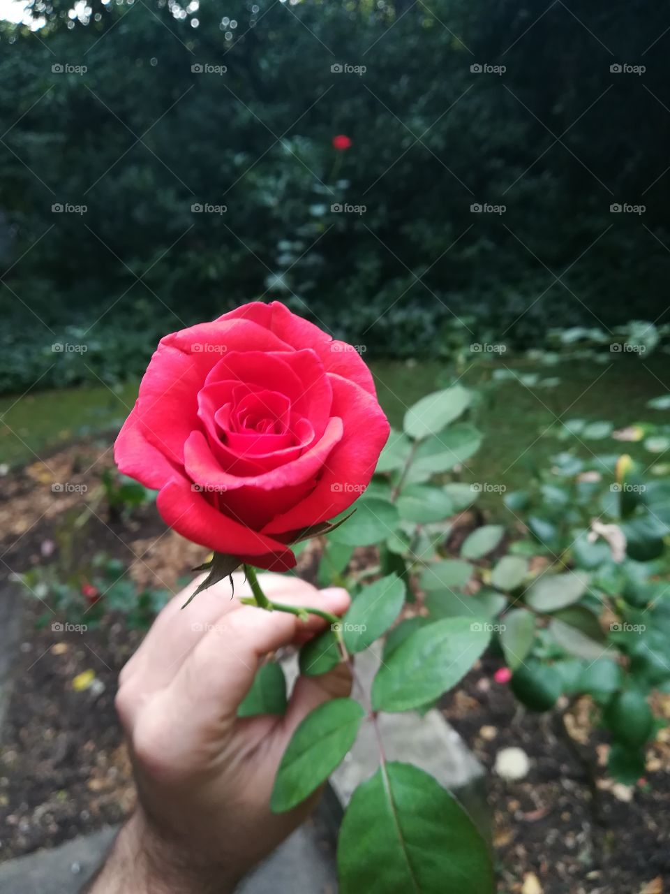 A flower in the hand