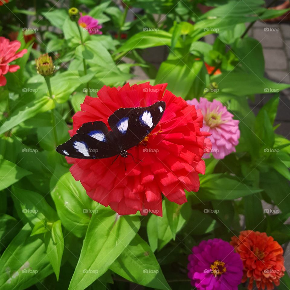 Flower, Flora, Nature, Leaf, Garden