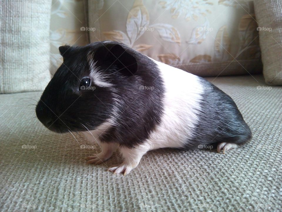 guinea pig pet, mobile photography