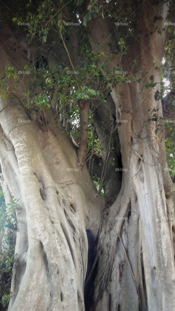Banyan tree trunk 2
