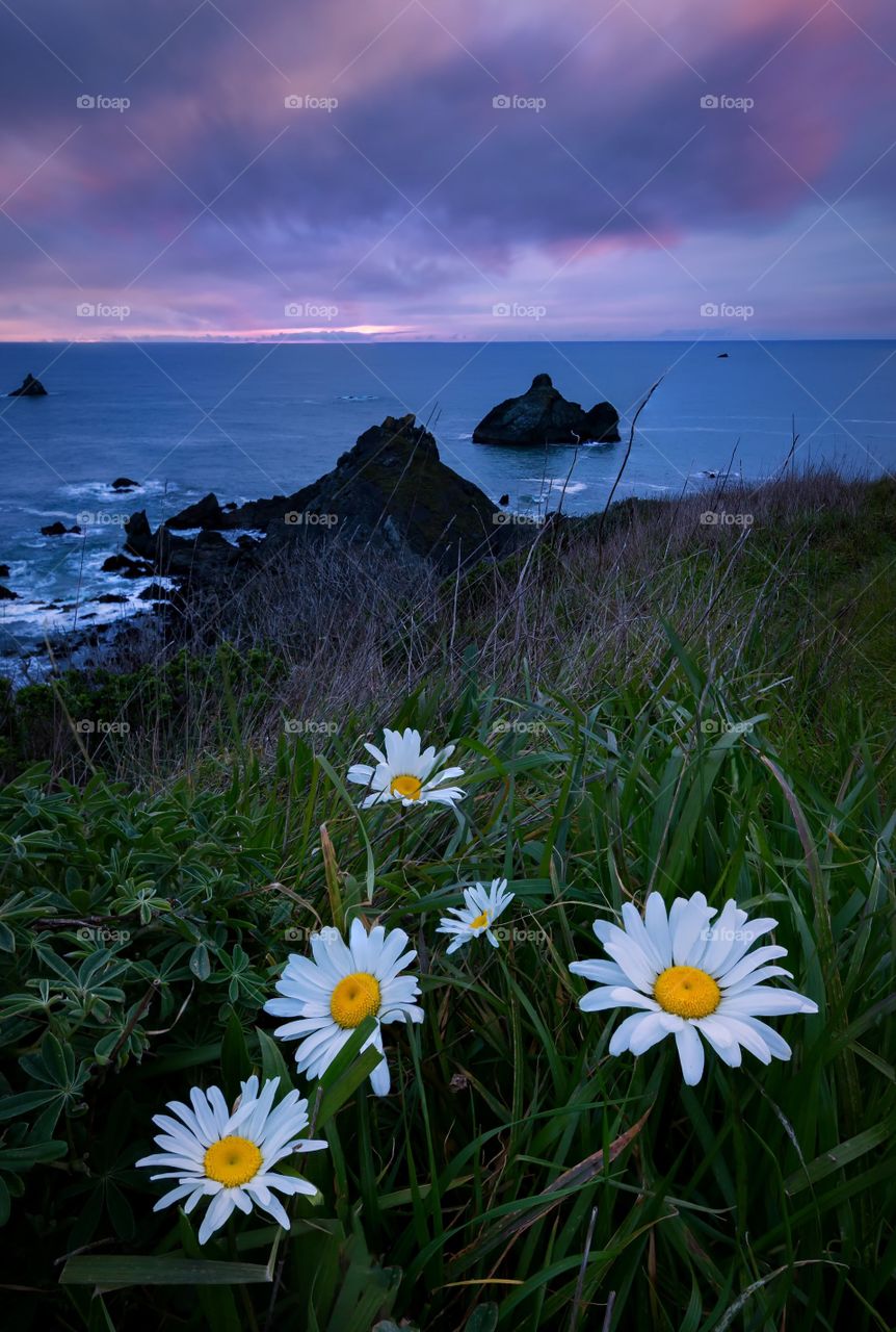 Wildflowers and Sunset