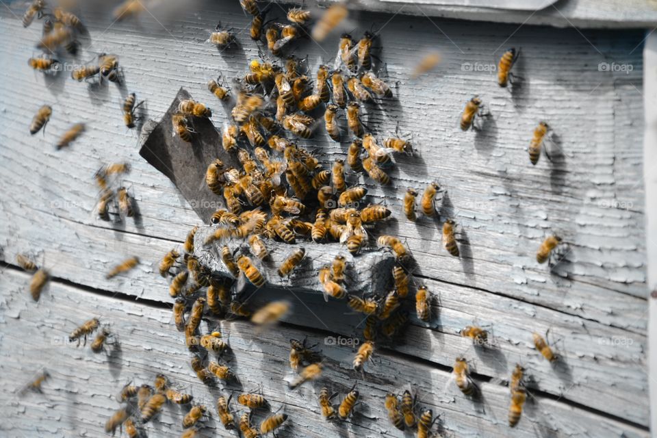 bees