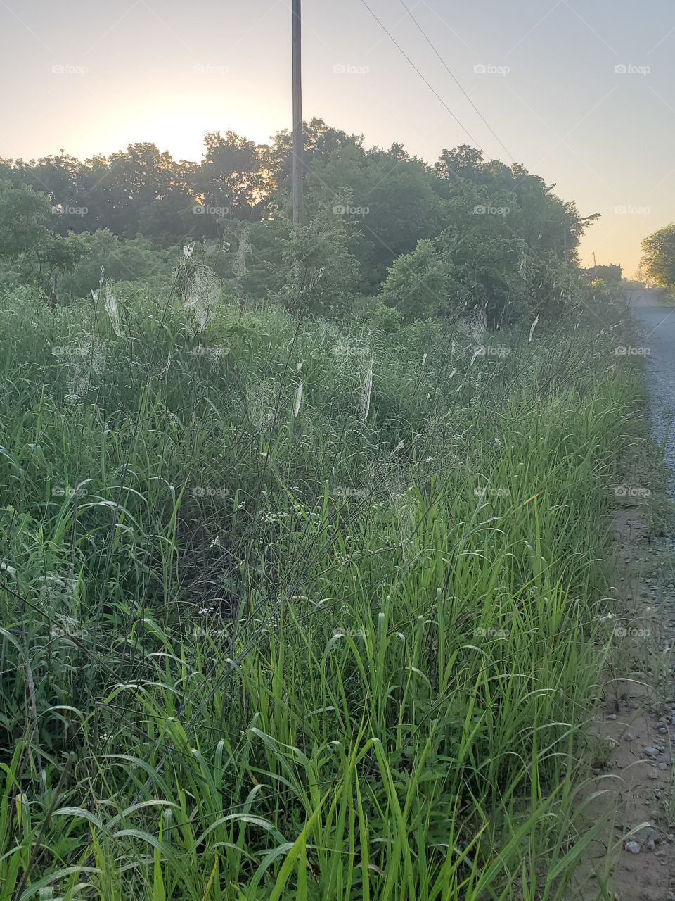 Spider webs in morning dew