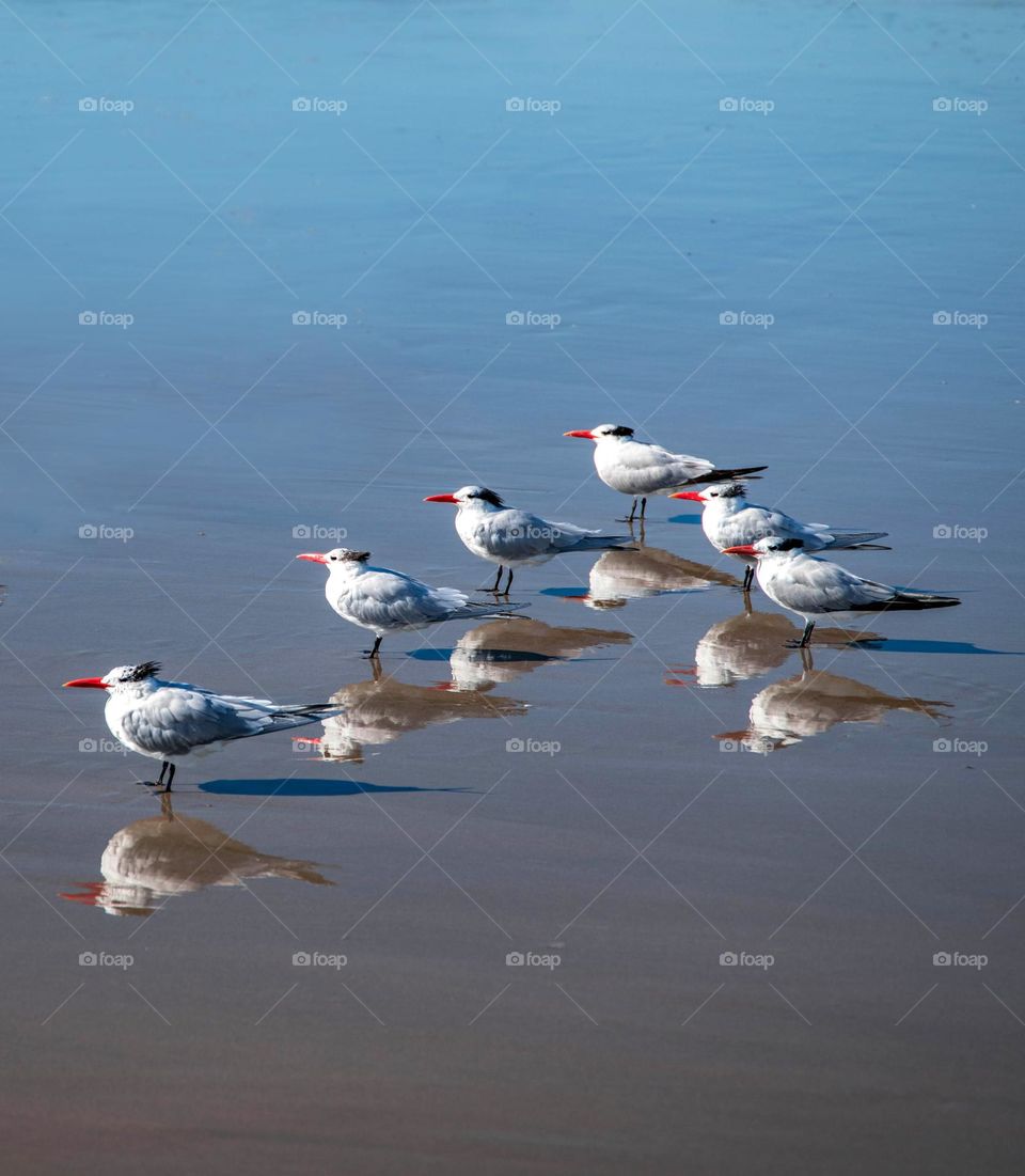 Shore birds at Venice Beach.