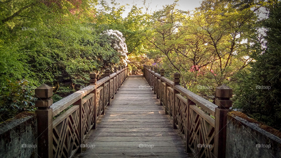 A tranquil walk across the bridge into a magical fairy world in the Rhododendron Garden, Portland, Oregon.