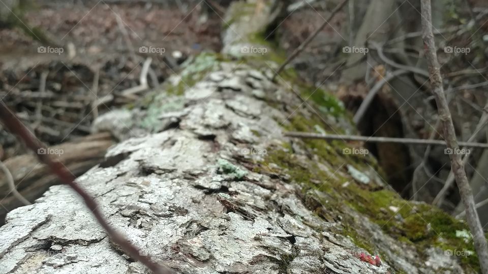 Nature, Tree, Wood, Bark, Outdoors