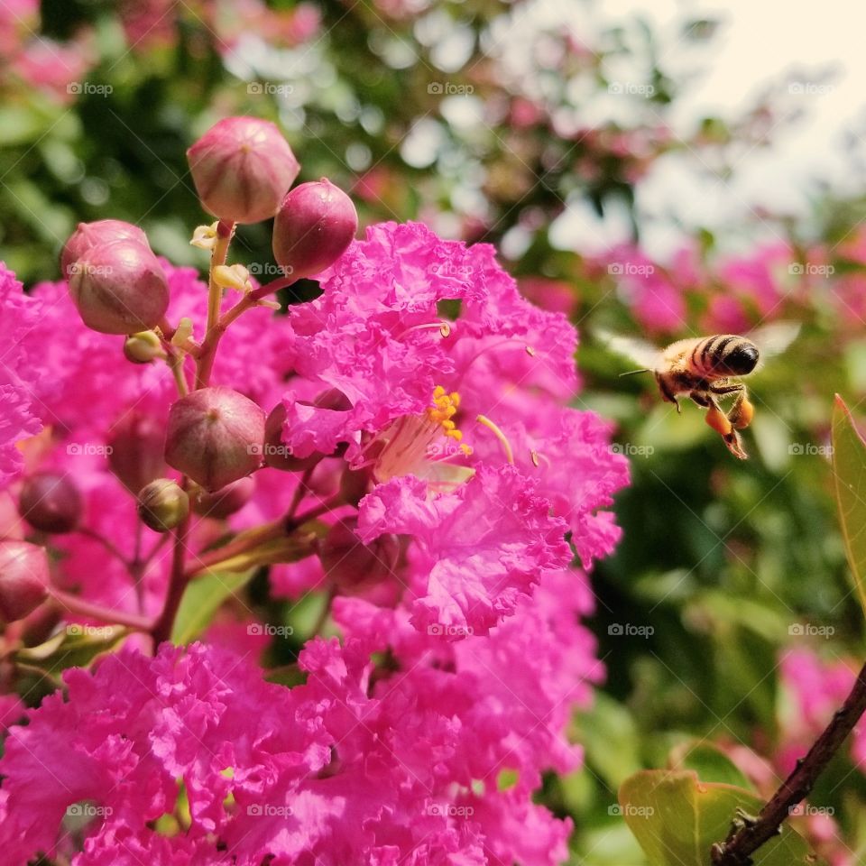 Pink Crape Myrtle and a Honey Bee