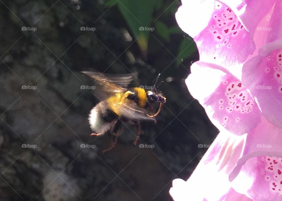 Nature, Insect, Bee, Flower, Fly