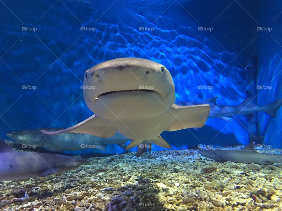 Lurking in the Water 